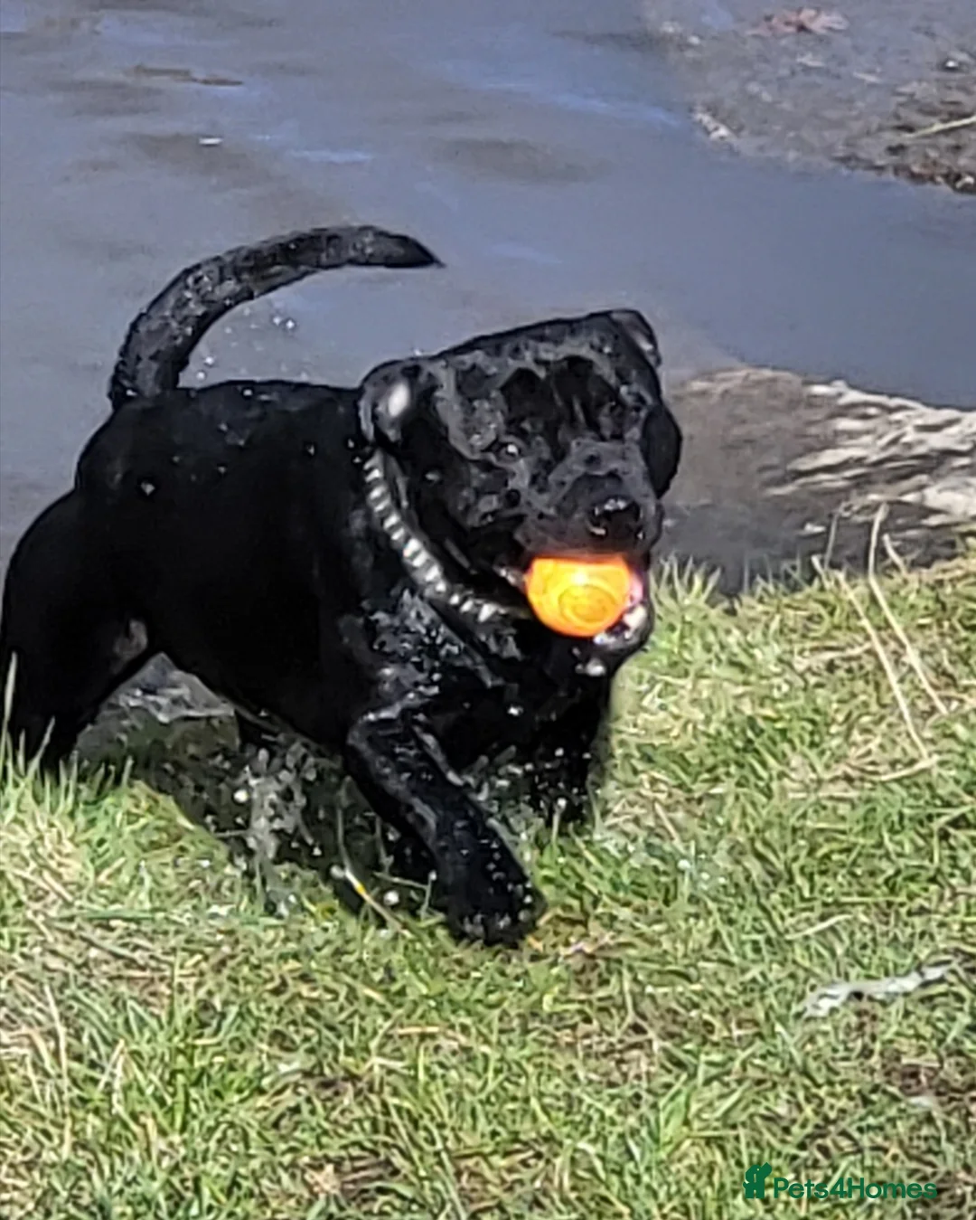 Staffordshire Bull Terrier dogs for stud: KENZDUO PENNE   CALL NAME ZEUS - Advert 6