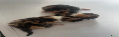 Domestic Shorthair 1