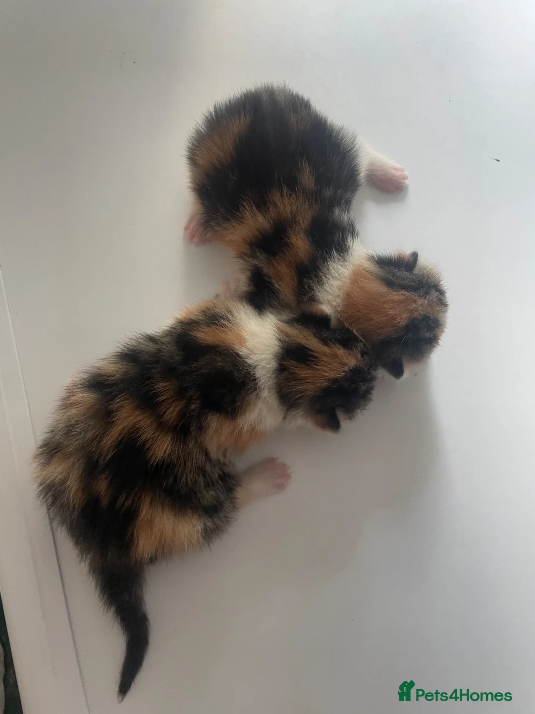 Domestic Shorthair cats for sale: 5 beautiful kittens for sale  in Cobham - Advert 2