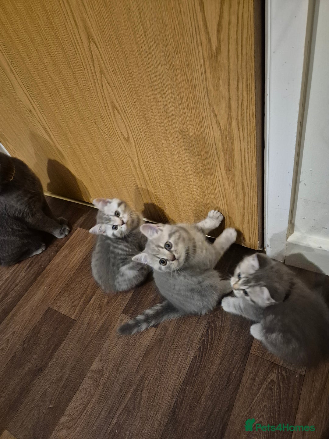 British Shorthair cats for sale: Beautiful BSH Kittens - Image 23