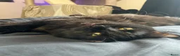 British Longhair cats for sale: Gorgeous Long Hair Hades in Northampton - Advert 5