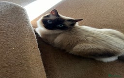Ragdoll cats for sale: Loving Home Needed for Our Dear Cat, Nina - Image 17