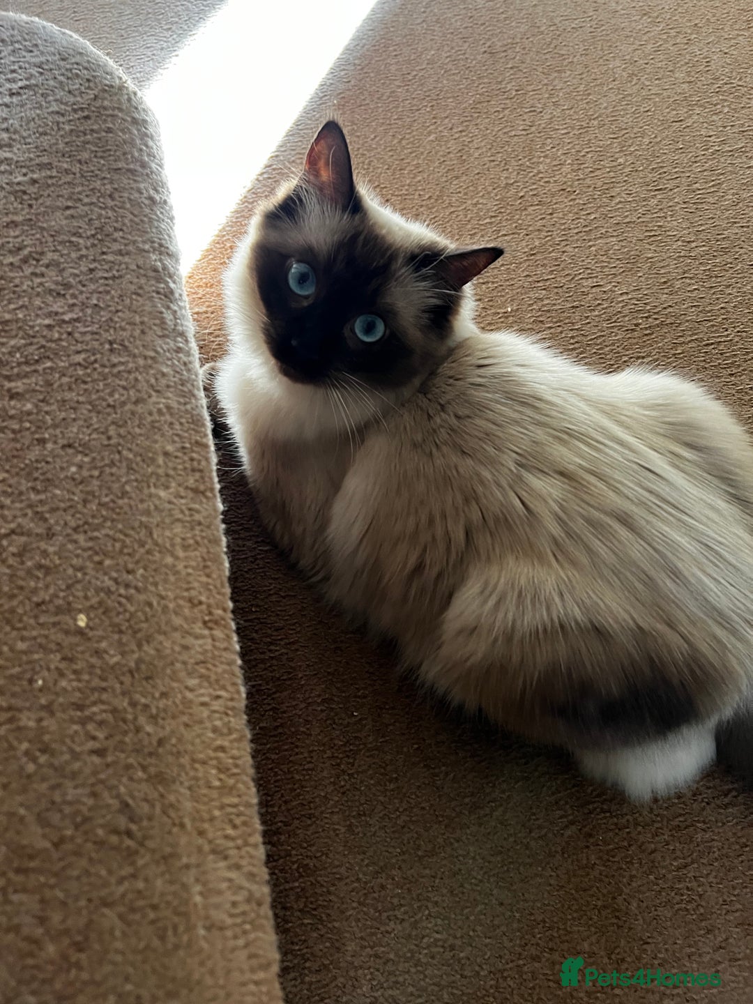 Ragdoll cats for sale: Loving Home Needed for Our Dear Cat, Nina - Image 17