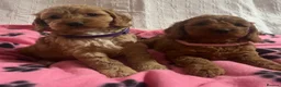 Cockapoo dogs for sale: Cockapoo puppies  - Advert 10