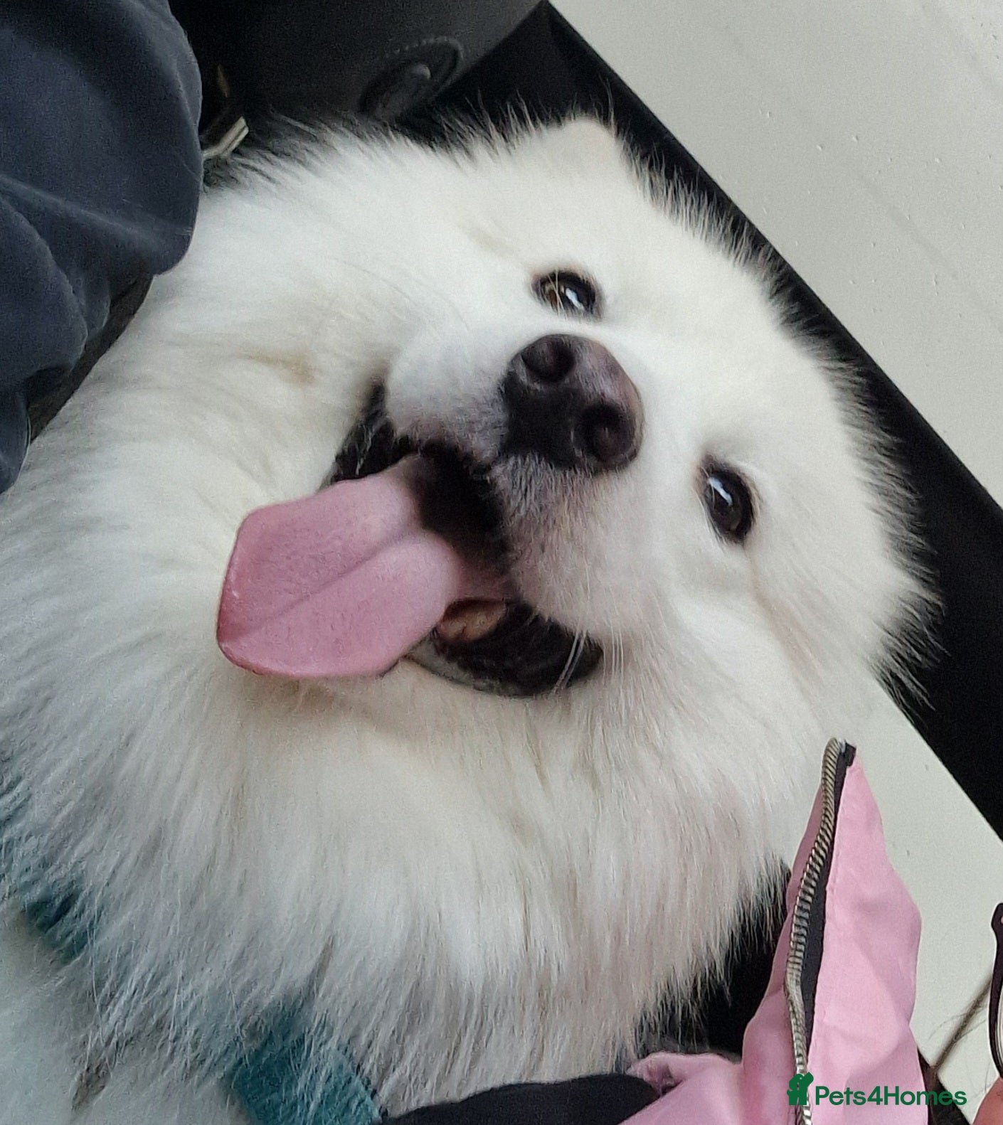 Samoyed dogs Stud Samoyed  - Advert 4