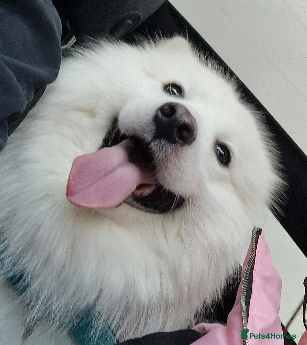 Samoyed dogs for stud: Stud Samoyed  - Advert 1