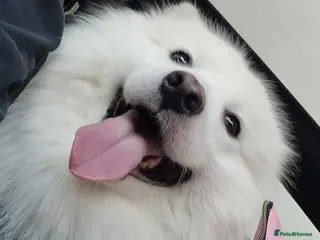 Samoyed dogs Stud Samoyed - Advert 4