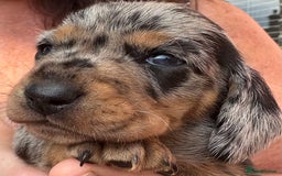 Miniature Dachshund dogs for sale: Miniature dapple dachshund  - Image 27