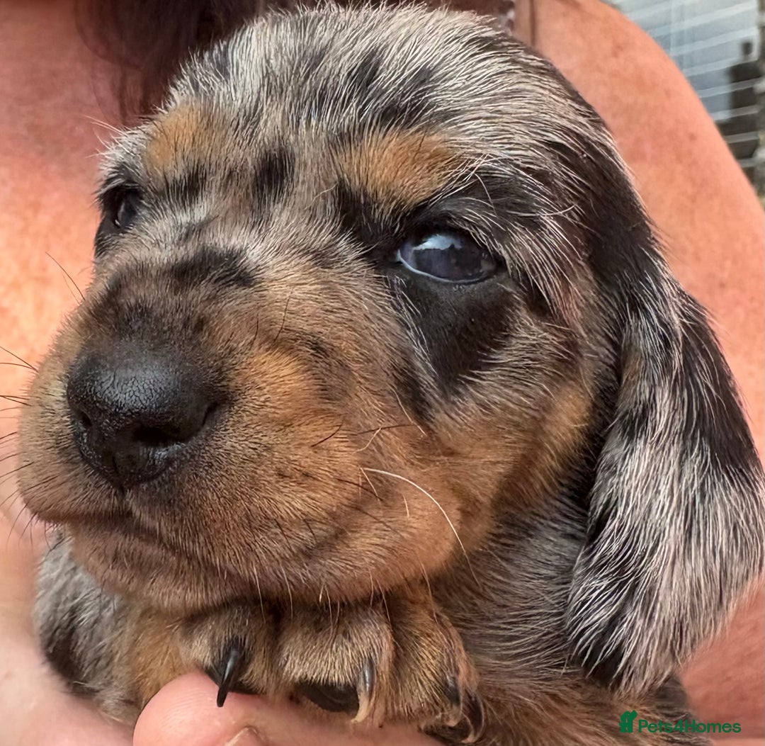 Miniature Dachshund dogs for sale: Miniature dapple dachshund  - Image 27