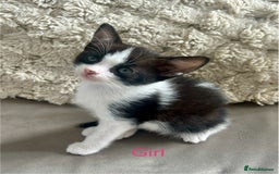Domestic Shorthair cats for sale: 4 beautiful kittens looking for forever homes  - Image 6