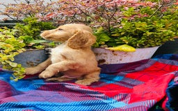 Cocker Spaniel dogs for sale: Last two ‼️ £1250 Kc reg show cocker puppies  - Image 16