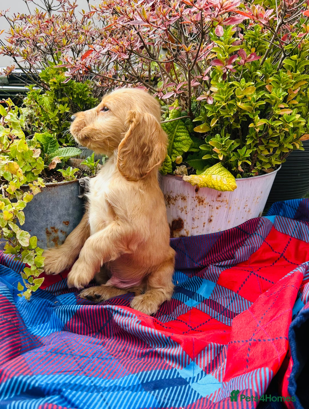 Cocker Spaniel dogs for sale: Last two ‼️ £1250 Kc reg show cocker puppies  - Image 16