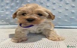 Maltipoo dogs for sale: 💖🐾Stunning health tested F1 maltipoo babies 🐾💖 - Advert 10