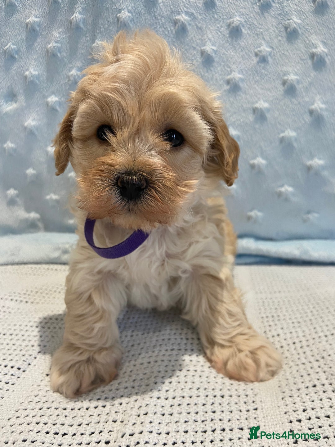 Maltipoo dogs for sale: 💖🐾Stunning health tested F1 maltipoo babies 🐾💖 - Advert 10
