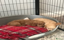 Cockapoo dogs for sale: 🐩🐶STUNNING F1 COCKAPOO PUPPIES🐶🐩 - Image 23