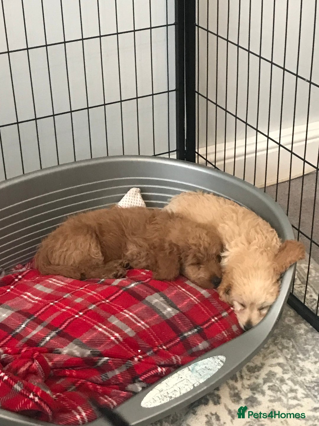 Cockapoo dogs for sale: 🐩🐶STUNNING F1 COCKAPOO PUPPIES🐶🐩 - Image 23