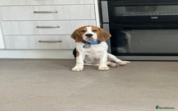 Beagle dogs for sale: Bingo  - Image 2