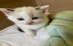 Siamese cats for sale: 2 x white female kitten  - Image 1
