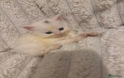 Turkish Angora cats for sale: Friendly, Cute & Cuddly Kittens – Ready 10/12  - Advert 14