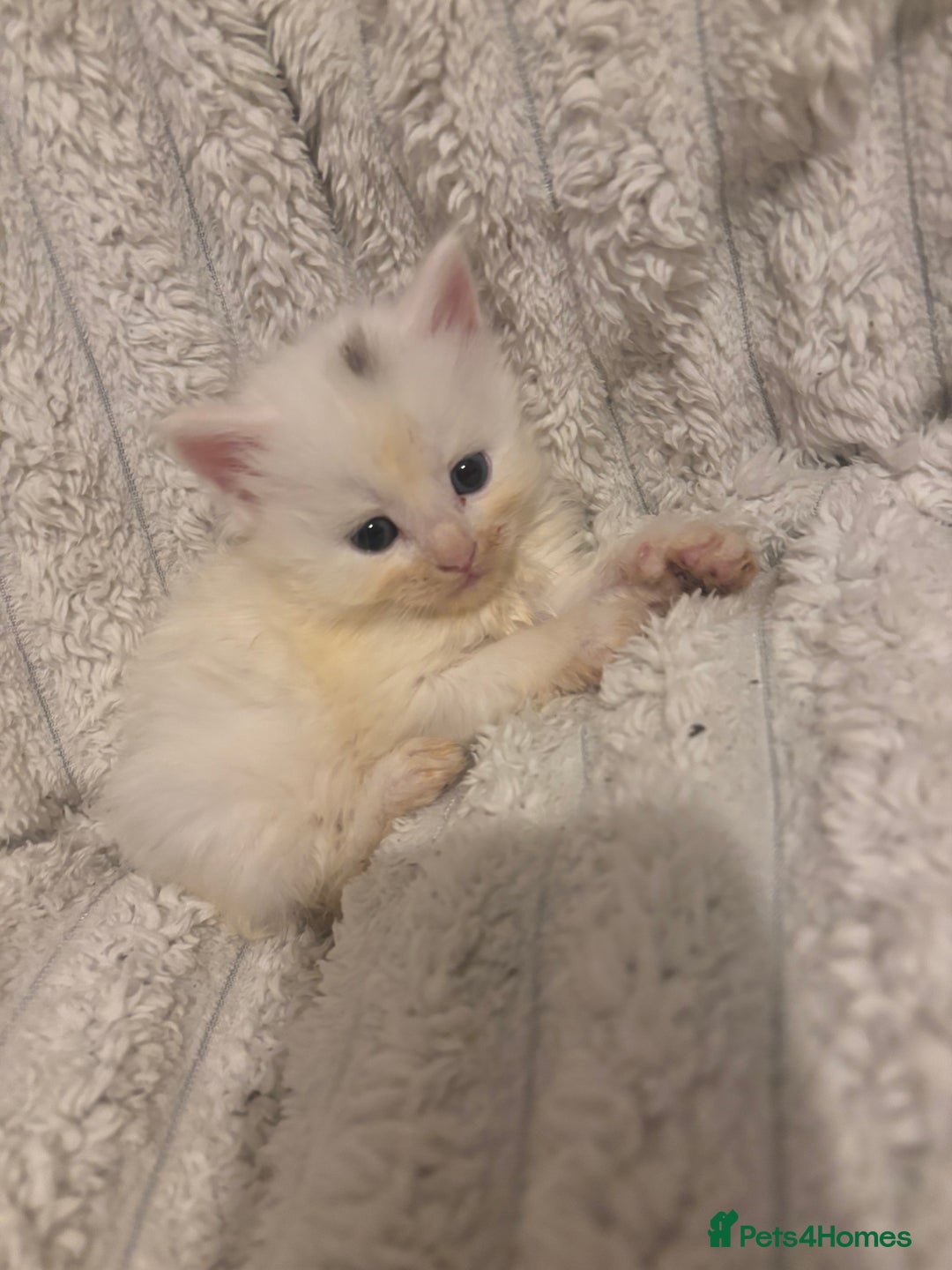 Turkish Angora cats for sale: Friendly, Cute & Cuddly Kittens – Ready 10/12  - Advert 14