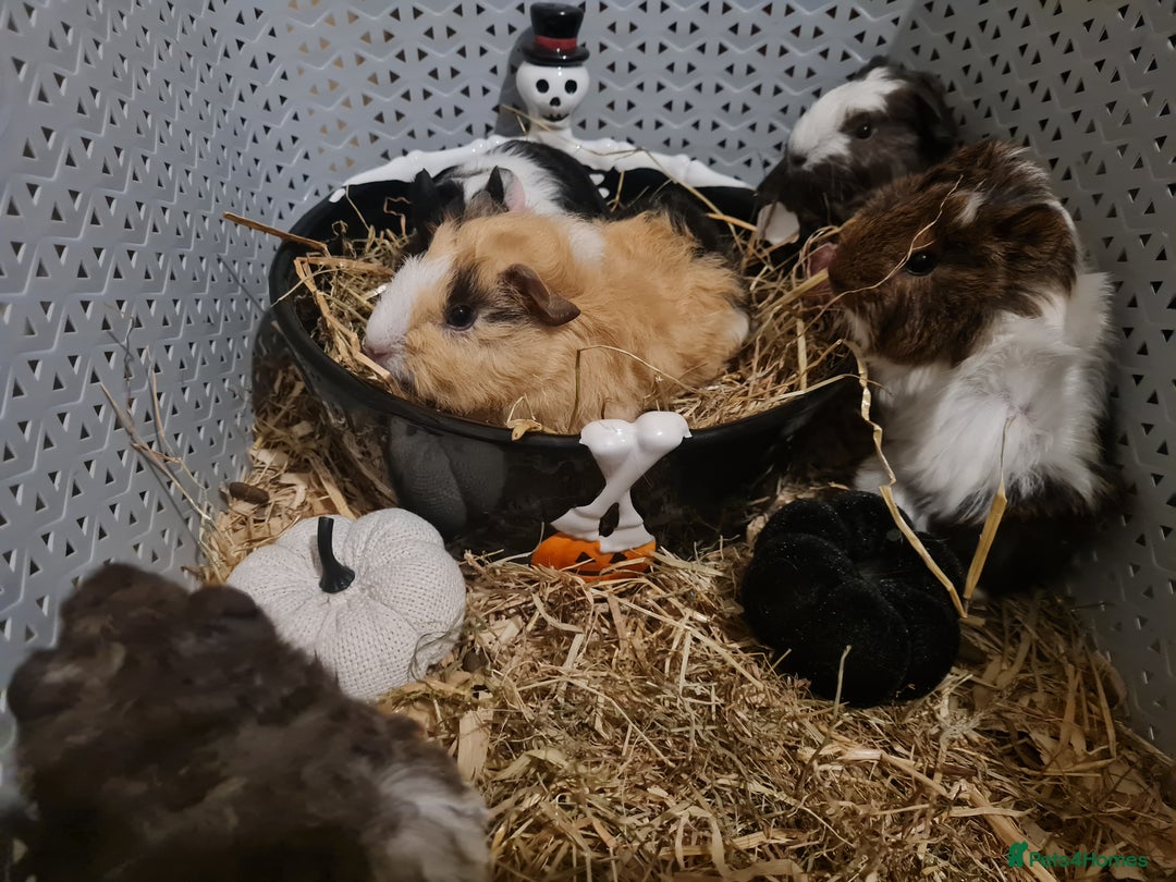 Guinea Pig rodents for sale: Baby Guinea Pigs  - Image 3