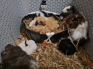 Guinea Pig rodents 2 Male Baby Guinea Pigs - Advert 18