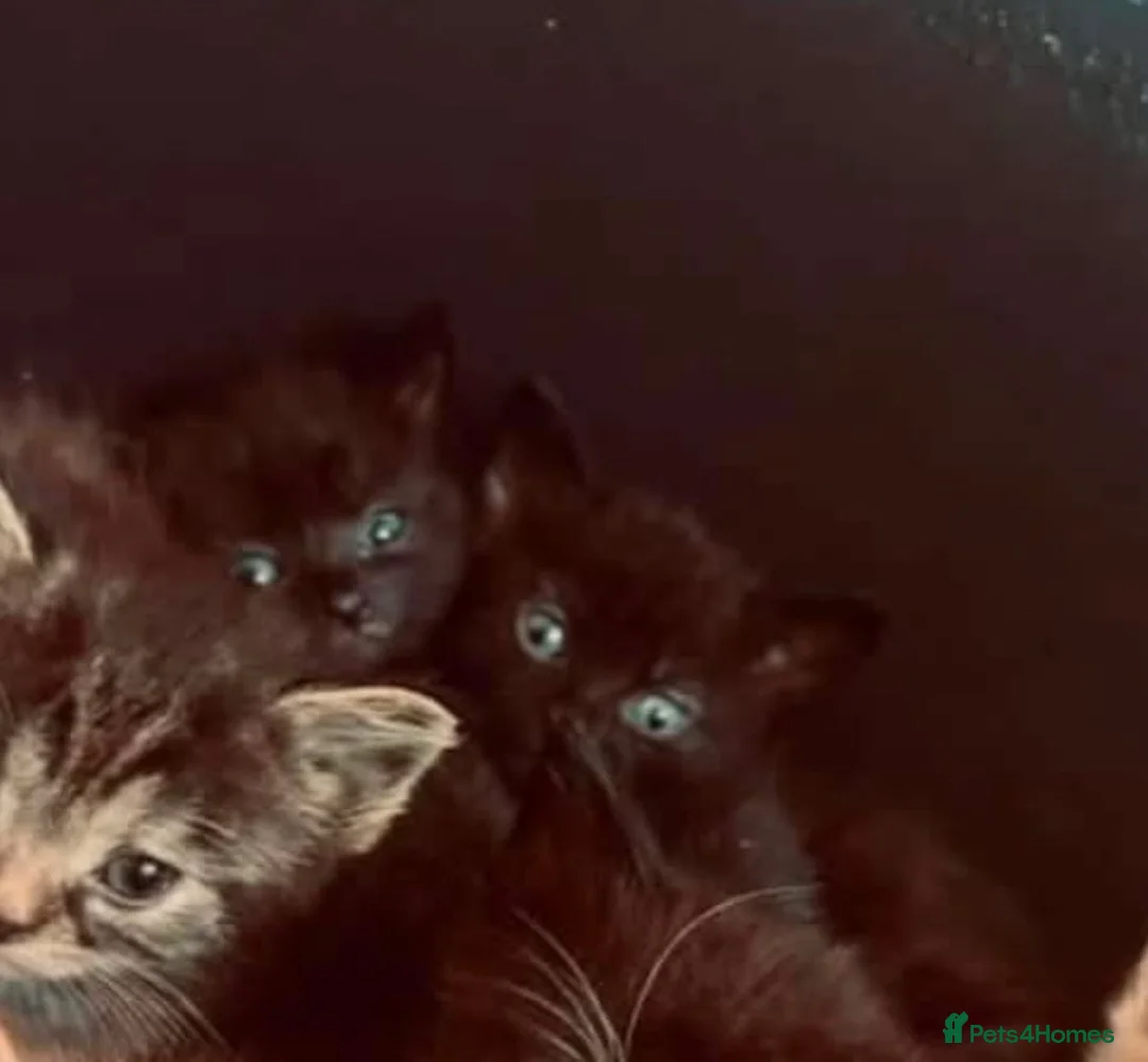 Mixed Breed cats for sale: 2 beautiful female kittens  - Advert 2