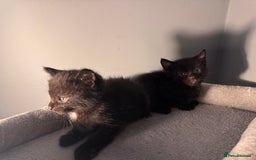 Mixed Breed cats for sale: Kittens - Image 5