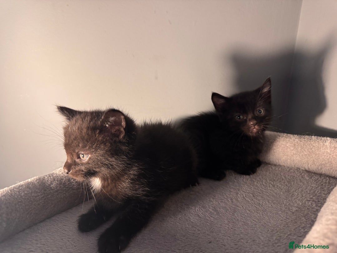 Mixed Breed cats for sale: Kittens - Image 5