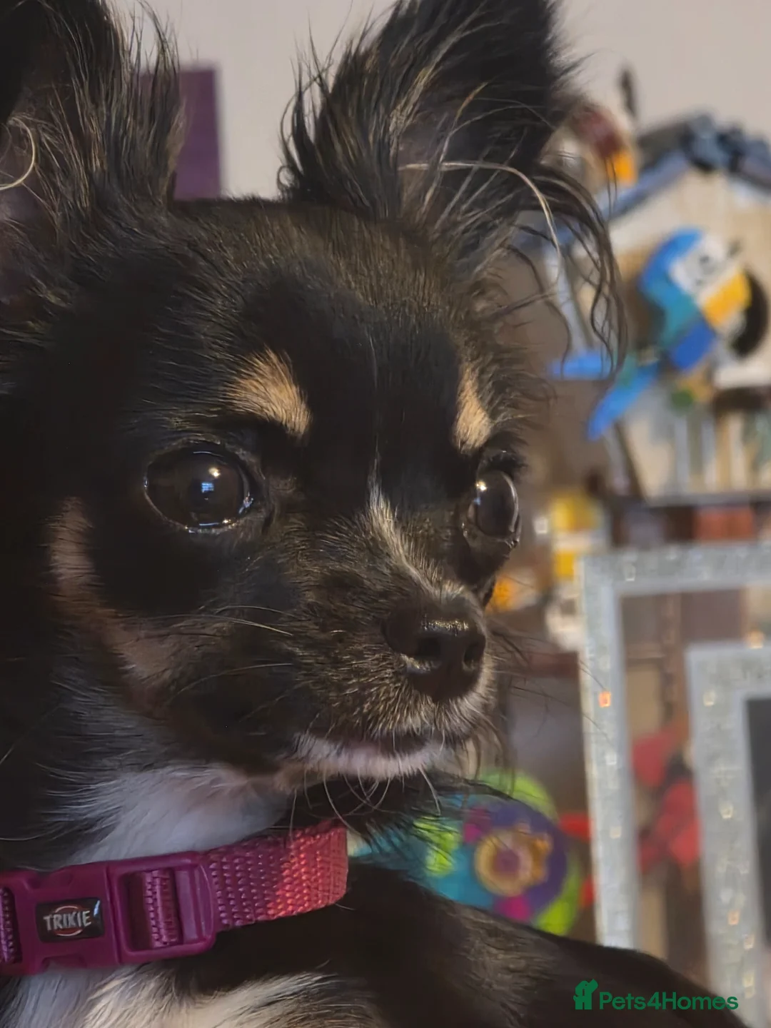 Chihuahua dogs for sale: 1 year old female chihuahua  - Advert 3