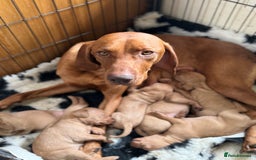Hungarian Vizsla dogs for sale: 10 Hungarian Vizsla puppies - 6 boys & 4 girls - Image 12