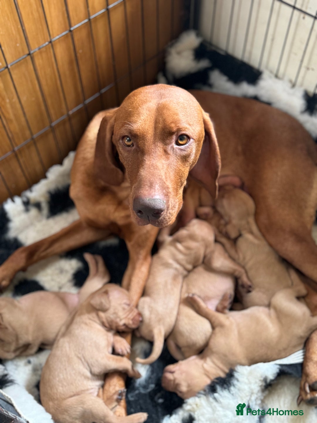 Hungarian Vizsla dogs for sale: 10 Hungarian Vizsla puppies - 6 boys & 4 girls - Image 12