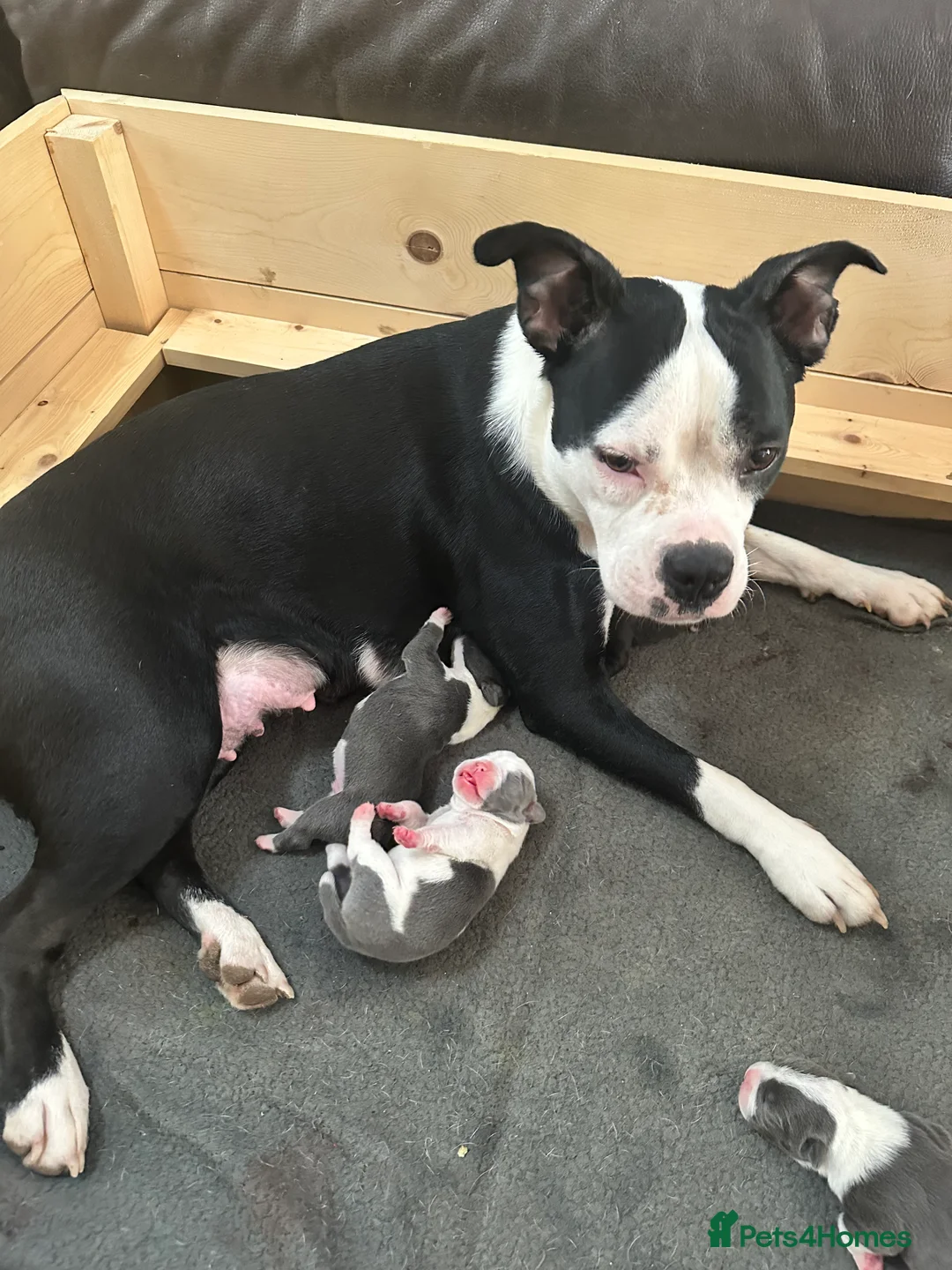Mixed Breed dogs for sale: 7 American bulldog x French bulldog puppies  - Advert 2