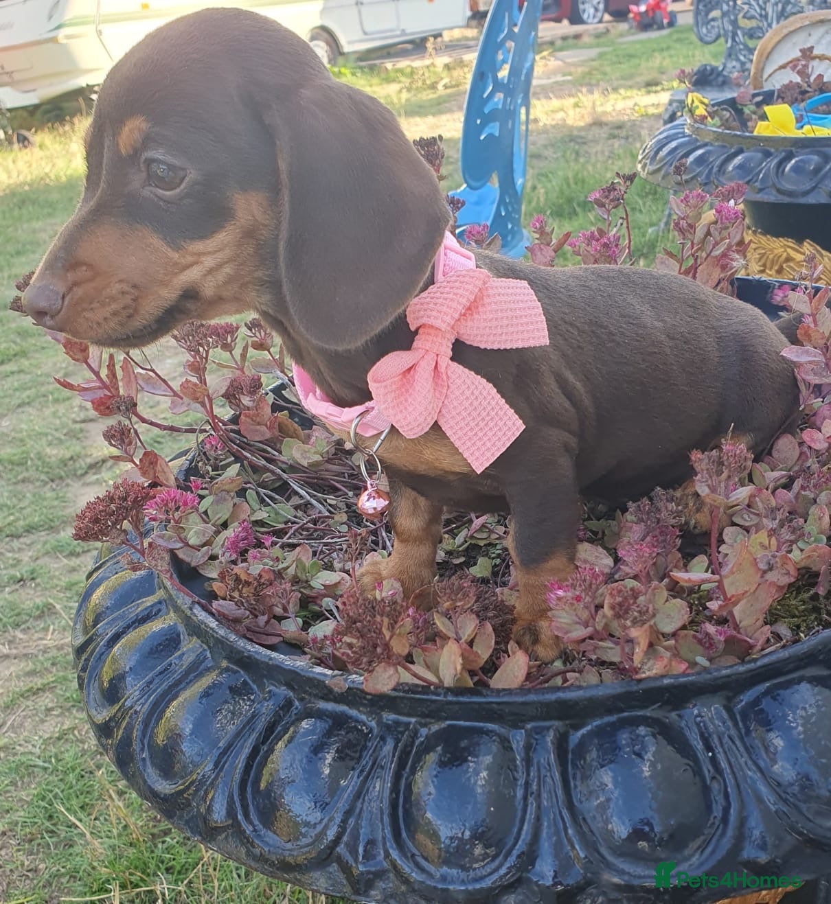Mixed Breed dogs Dachshund  - Advert 2