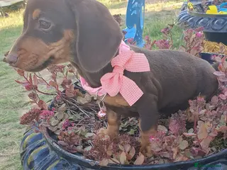 Mixed Breed dogs Dachshund - Advert 5