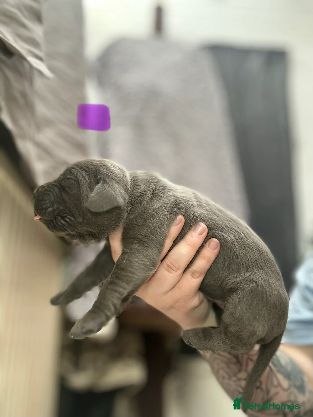 Cane Corso dogs for sale: Stunning cane corso puppy’s  - Advert 31