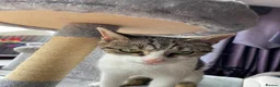 Mixed Breed cats for adoption: Rescue cat in need of new home, Mamma Mia - Advert 5