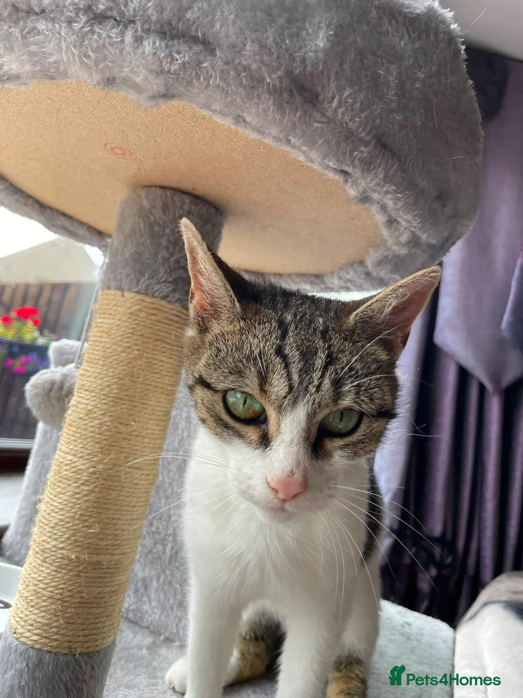 Mixed Breed cats for adoption: Rescue cat in need of new home, Mamma Mia - Advert 5