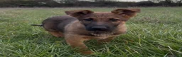 German Shepherd dogs for sale: Beautiful German shepherd x Belgian shepherd pups - Advert 3