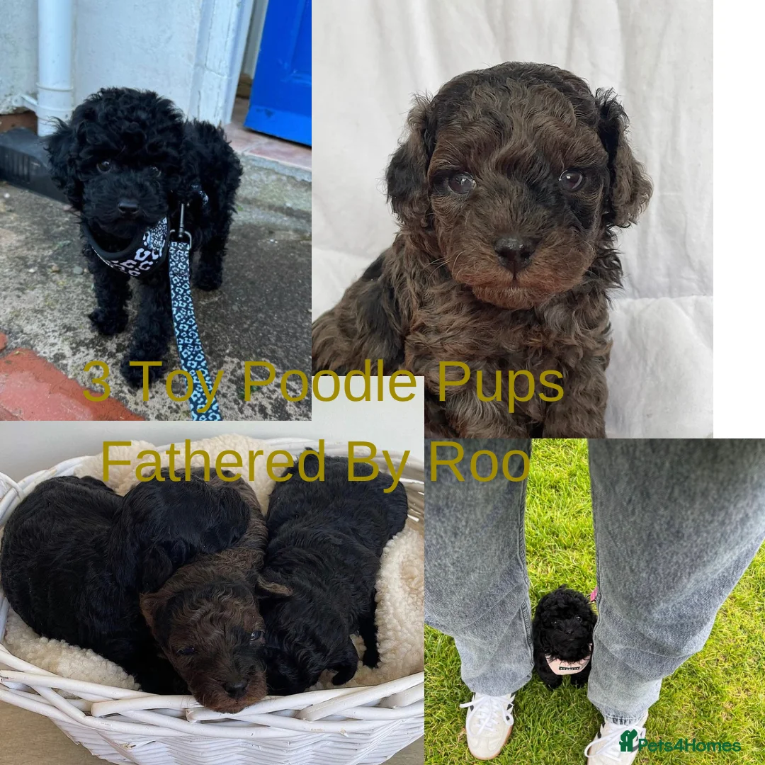 Toy Poodle dogs for stud:     Tiny Russian Import Toy Poodle For Stud - Advert 8