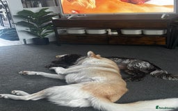 Siberian Husky dogs for sale: Husky and cocker spaniel  - Image 3
