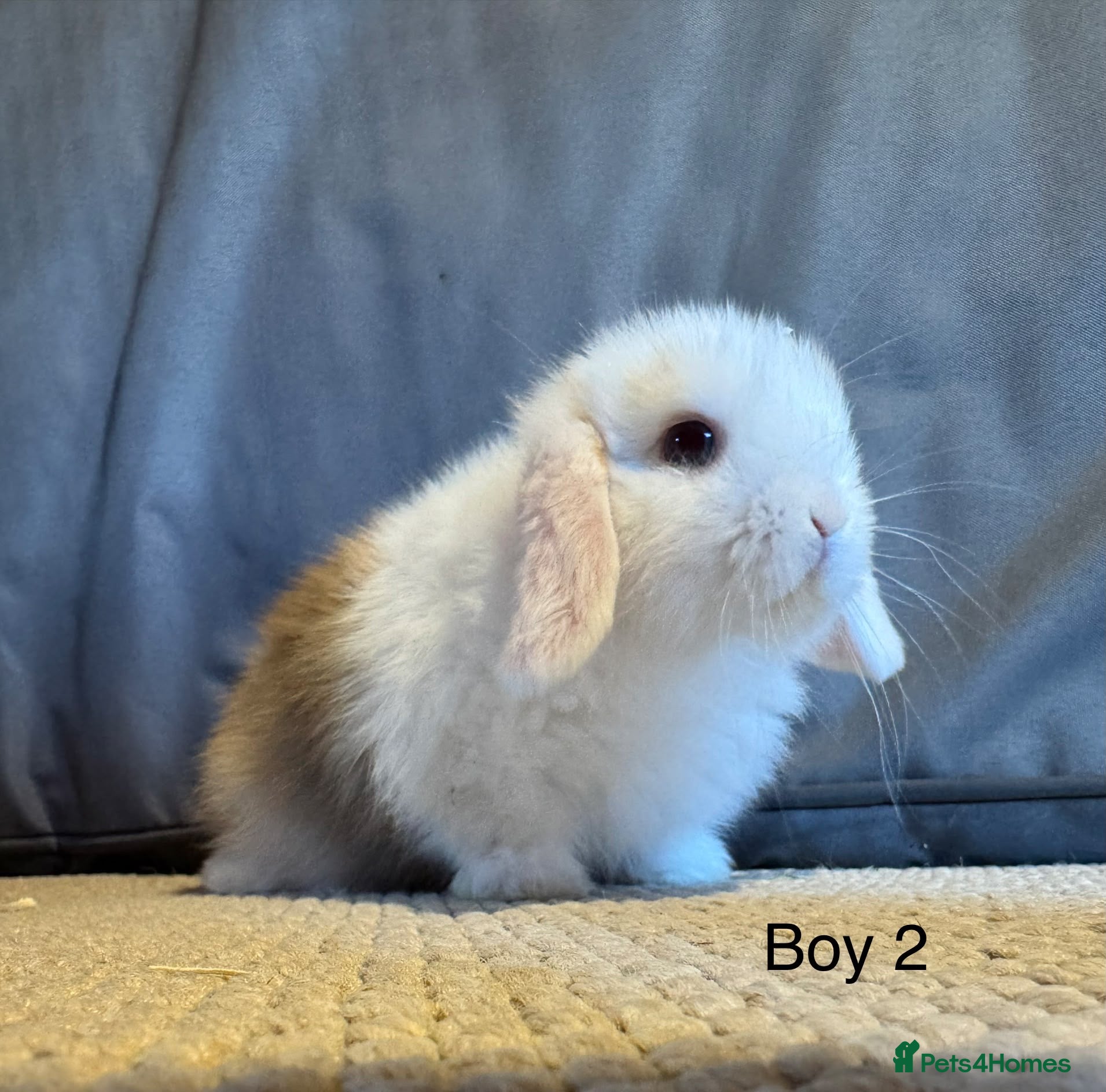 Mini Lop rabbits Stunning Mini Lops, Ready to reserve🐰 - Advert 2