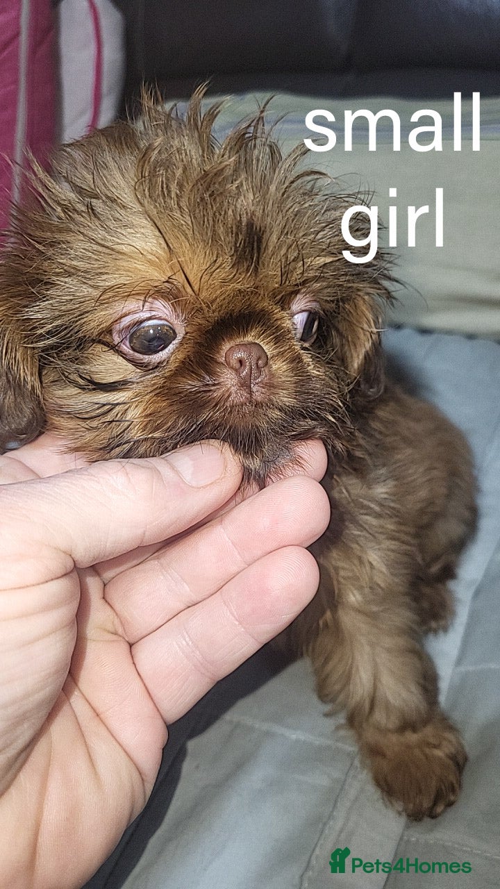 Shih Tzu dogs shih tzu imperial small girl & boy choc orange  - Advert 2