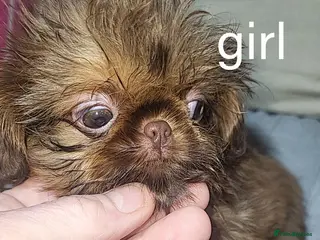 Shih Tzu dogs shih tzu imperial small girl & boy choc orange - Advert 7