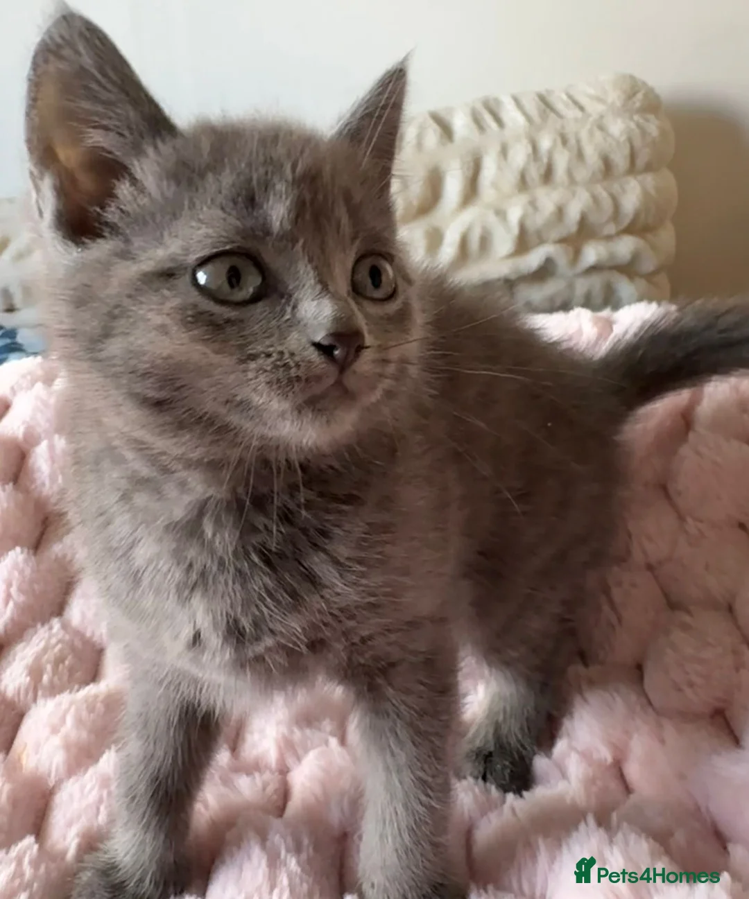 Mixed Breed cats for sale: British Short Hair Cross Kitten  - Advert 2