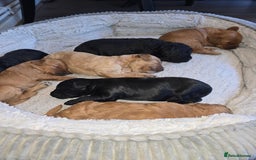 Cockapoo dogs for sale: ✨️  F1B Cockapoo Puppies 1 reserved ✨️ - Image 1