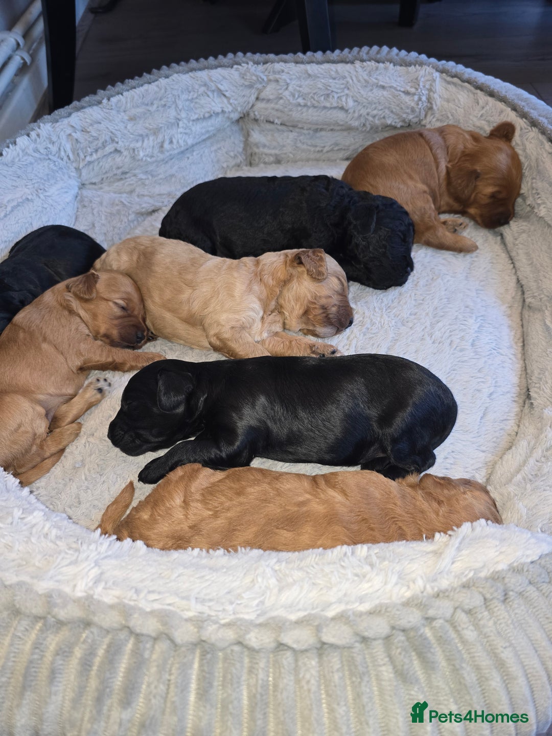 Cockapoo dogs for sale: ✨️  F1B Cockapoo Puppies 1 reserved ✨️ - Image 1