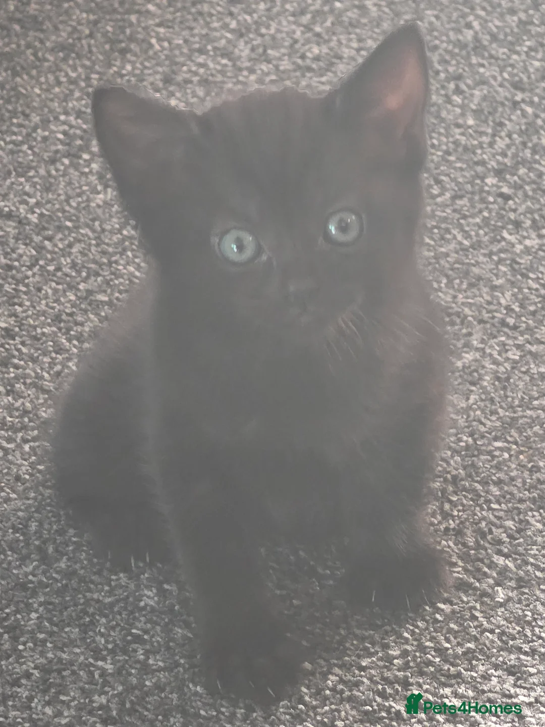 Domestic Shorthair cats for sale: Kittens in Deal - Advert 2