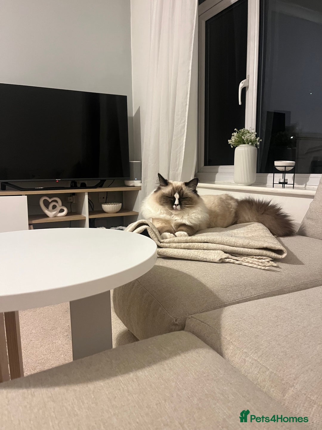 Ragdoll cats for sale: 11 month old ragdoll female  - Advert 5