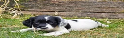 English Springer Spaniel dogs for sale: springer spaniel litter. 2 AVAILABLE  - Advert 13